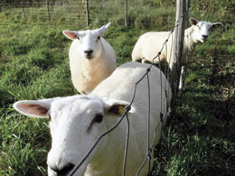 フェルト服の作り方